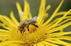 Honey bee -Apis mellifera- collecting nectar on flower of Elecampane or Horse-heal -Inula Honey bee -Apis mellifera- collecting nectar on flower of Elecampane or Horse-heal -Inula