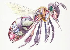 Honey Bee (Apis mellifera), internal anatomy, cross-section Honey Bee (Apis mellifera), internal anatomy, cross-section