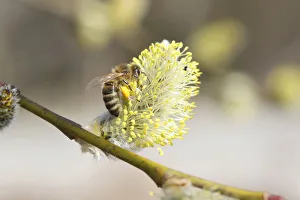 Honey bee -Apis mellifica- feeding on Goat Willow, Pussy Willow or Great Sallow -Salix Honey bee -Apis mellifica- feeding on Goat Willow, Pussy Willow or Great Sallow -Salix