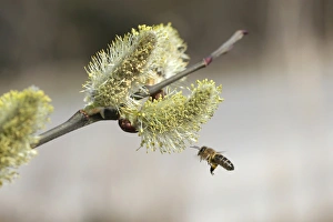 Honey bee -Apis mellifica- in flight at Goat Willow, Pussy Willow or Great Sallow -Salix Honey bee -Apis mellifica- in flight at Goat Willow, Pussy Willow or Great Sallow -Salix