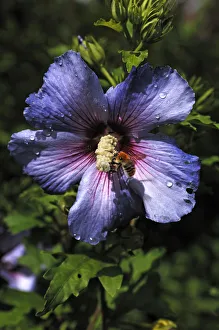 Honey bee (Apis) on the stamen of a hibiscus flower (Hibiscus syriacus), with water drops Honey bee (Apis) on the stamen of a hibiscus flower (Hibiscus syriacus), with water drops