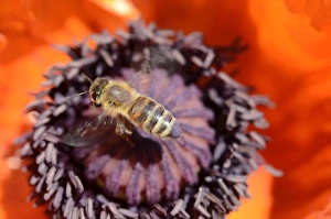 Honey bees -Apis mellifera var carnica- in flight on pistil and pollen of a poppy flower Honey bees -Apis mellifera var carnica- in flight on pistil and pollen of a poppy flower