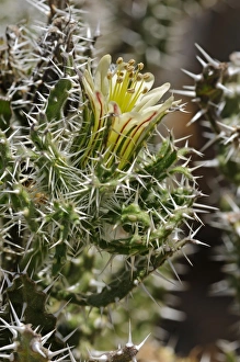 Honey bush -Codon royenii-, bloom, Goegap Nature Reserve, Namaqualand, South Africa Honey bush -Codon royenii-, bloom, Goegap Nature Reserve, Namaqualand, South Africa