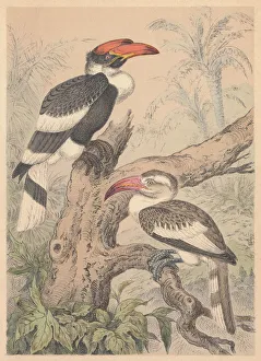Hornbills (Bucerotidae), hand-colored lithograph, published in 1887 Hornbills (Bucerotidae), hand-colored lithograph, published in 1887