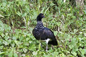 Horned Screamer -Anhima cornuta-, Tambopata Nature Reserve, Madre de Dios Region, Peru Horned Screamer -Anhima cornuta-, Tambopata Nature Reserve, Madre de Dios Region, Peru