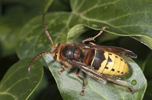 Hornet -Vespa crabro-, Untergroeningen, Baden-Wuerttemberg, Germany, Europe Hornet -Vespa crabro-, Untergroeningen, Baden-Wuerttemberg, Germany, Europe