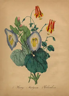 Horny Martynia and Columbine Victorian Botanical Illustration Horny Martynia and Columbine Victorian Botanical Illustration