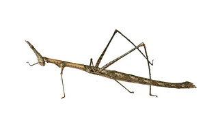 Horse Head Grasshopper -Pseudoproscopia latirostris-, Tambopata Nature Reserve, Madre de Dios Region, Peru Horse Head Grasshopper -Pseudoproscopia latirostris-, Tambopata Nature Reserve, Madre de Dios Region, Peru