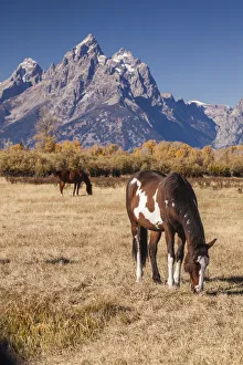 Horses (Equus ferus caballus) grazing in meadow, Grand Teton National Park, Jackson Hole Horses (Equus ferus caballus) grazing in meadow, Grand Teton National Park, Jackson Hole