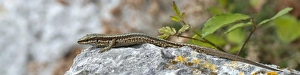 Horvaths Rock Lizard -Iberolacerta horvathi-, Udine province, Italy Horvaths Rock Lizard -Iberolacerta horvathi-, Udine province, Italy