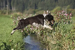Hound, English Springer Spaniel retrieving a mallard drake Hound, English Springer Spaniel retrieving a mallard drake