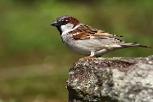 House sparrow -Passer domesticus-, perched on a rock House sparrow -Passer domesticus-, perched on a rock