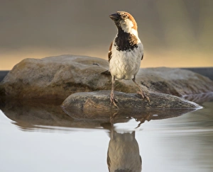 House Sparrow (Passer domesticus) , Spain. On a stone reflected in water House Sparrow (Passer domesticus) , Spain. On a stone reflected in water