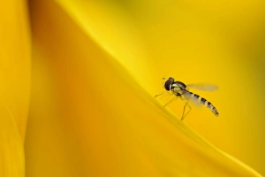 Hoverfly (Syrphidae) on a sunflower petal Hoverfly (Syrphidae) on a sunflower petal