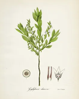 Magical world illustration/palmer illustrated collection/huckleberry botanical engraving 1843 Magical world illustration/palmer illustrated collection/huckleberry botanical engraving 1843