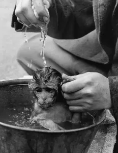 Whipsnade Zoo Prints: Bathtime For Monkey