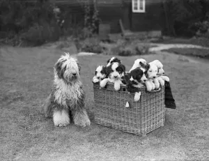 Vintage Garden Photography Prints: Box Of Dogs