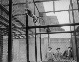Wildlife Photography Gallery Prints: In Captivity