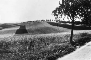 Archival Black And White Images Prints: Crop Fields