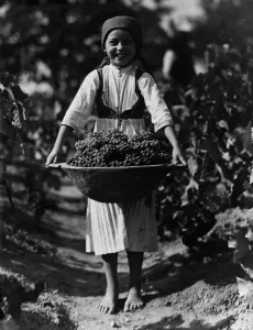 Fresh Fruit Still Life Prints: Grape Harvest