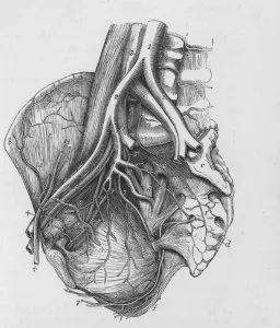 Human Body Prints: Human Heart Anatomical Diagram Print