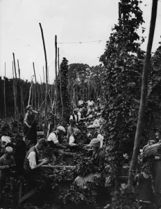 British Rural Life Prints: Amongst The Hops