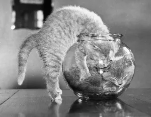 Black And White Cat Photos Prints: Full Up Inside