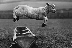 Sheep Prints: Fine Art Storehouse Print: Jumping Lamb circa 1950