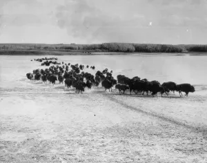 Vintage Nature Photography Prints: Migrating Herd