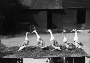 Vintage Farm Animals Prints: Model Ducks