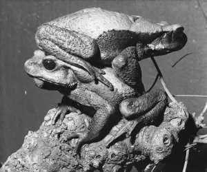 Toad Print: Giant toad climbing on anothers back