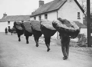 Fine Art Storehouse Print: Salmon Fishers at Cenarth, 1936
