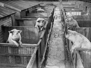 Vintage Animal Photos Prints: Piggery