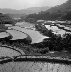 Asian Natural Landscapes Prints: Rice Fields
