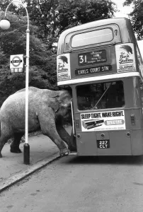 Prints of 16th July 1980: One of David Smarts elephants boards the bus to Earls Court. (Photo by Colin Davey/Evening Standard/Getty Images) Related Prints: David Smart's Elephant Boarding Bus Print, 1980
