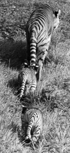 Whipsnade Zoo Prints: Three by Three