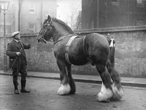 Prints of 23rd February 1926: A Shire Horse groomed for a show at the Royal Agricultural Hall, Islington. (Photo by Kirby/Topical Press Agency/Getty Images) Borough Prints: Fine Art Storehouse Print of a Groomed Shire Horse, 1926