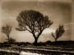 Frank Meadow Sutcliffe Art Prints: Three Trees