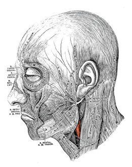 Human anatomy scientific illustrations: Facial nerve Human anatomy scientific illustrations: Facial nerve