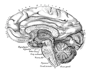 Human anatomy scientific illustrations: Brain side view Human anatomy scientific illustrations: Brain side view