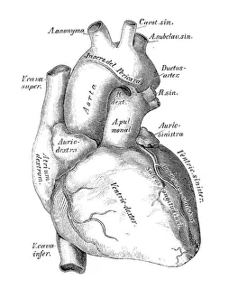 Human anatomy scientific illustrations: heart, veins and arteries Human anatomy scientific illustrations: heart, veins and arteries