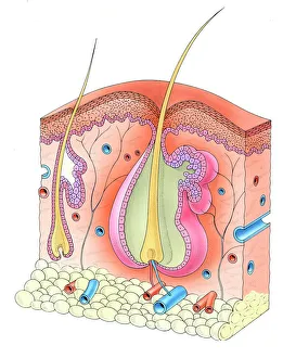 Collections/dorling kindersley prints/human hair follicle skin Collections/dorling kindersley prints/human hair follicle skin