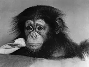 1950s Chimpanzee Print