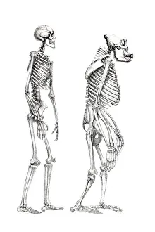 Prints of Human skeleton and a skeleton of a monkey, anatomical illustration Primate Prints: Human Skeleton and Monkey Print