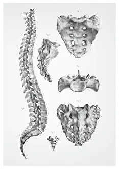 Magical world illustration/palmer illustrated collection/human spine anatomy illustration 1866 Magical world illustration/palmer illustrated collection/human spine anatomy illustration 1866