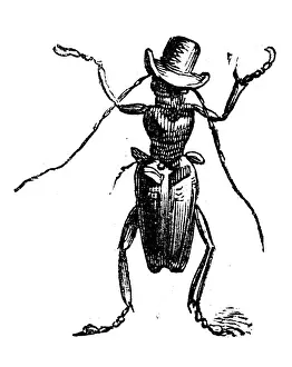 Grandville Style Art Prints: Humanized animals illustrations: Insect