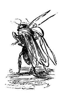 Grandville Influenced Artwork Prints: Humanized animals illustrations: Insect marching