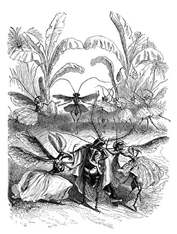 Grandville Influenced Artwork Prints: Humanized animals illustrations: Insects