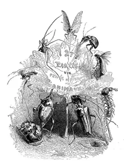 Grandville Style Artwork Prints: Humanized animals illustrations: Insects and leaf
