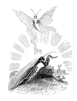 Grandville Style Illustrations Prints: Humanized animals illustrations: Praying mantis